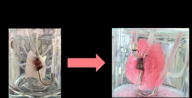 Descriptive text is not available for this image